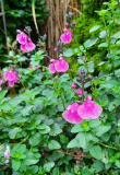 Rosa Salvia im Herbst