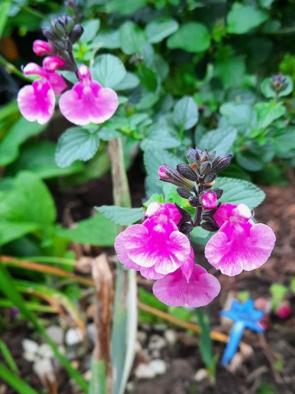 Rosa Salvia im Herbst-2