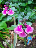 Rosa Salvia im Herbst-2
