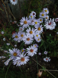 Aster azureus Blüten