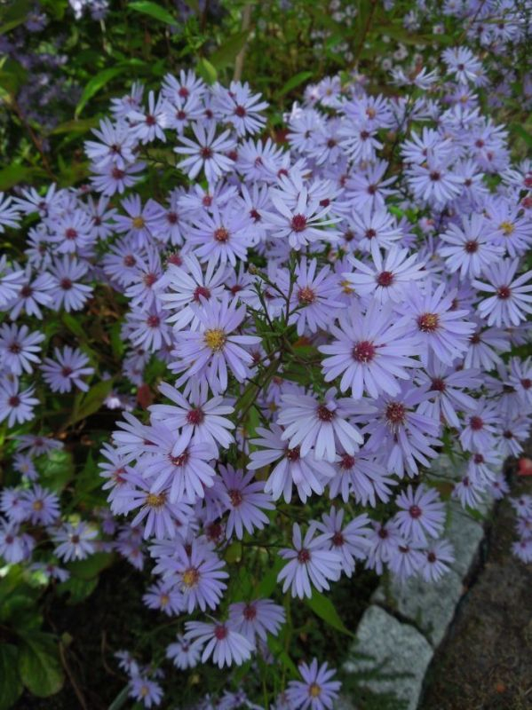 Aster cordifolius Blue Heaven Blüten