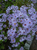 Aster cordifolius Blue Heaven Blüten