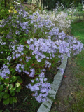 Aster cordifolius Blue Heaven