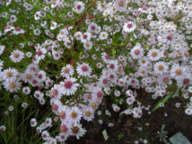 Aster Pink Buttons