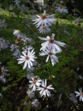Aster turbinellus