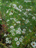Aster Hugh