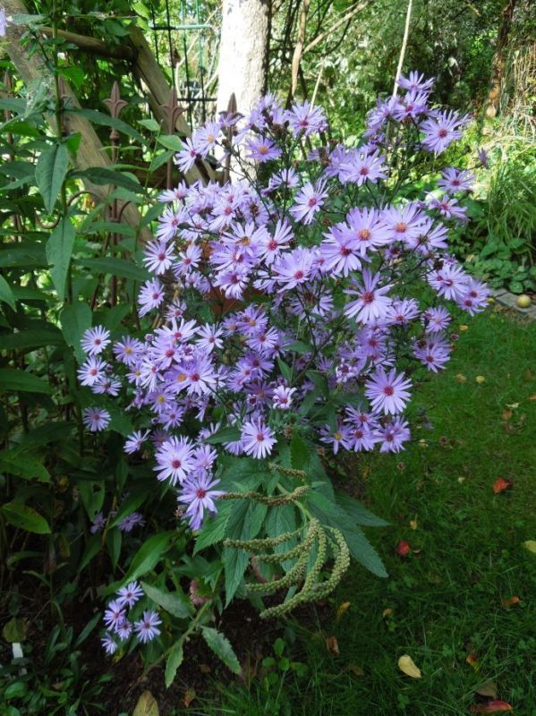 Aster Treffpunkt