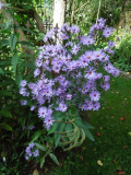 Aster Treffpunkt