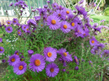 Aster n.a. Constance