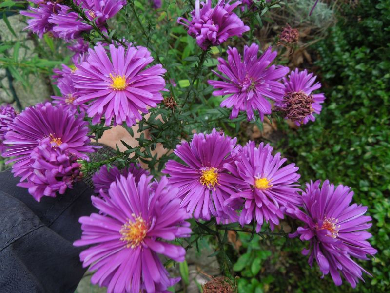 Aster ???