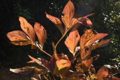 Herbst 21 Päonie