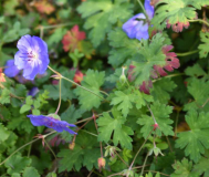 Herbst 21 Geranium