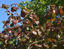 Herbst 21 Viburnum