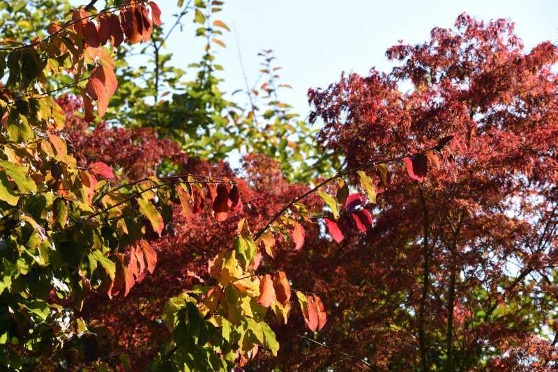 Herbst 21 Parrotia Seiryu