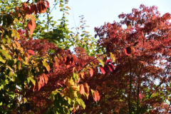Herbst 21 Parrotia Seiryu