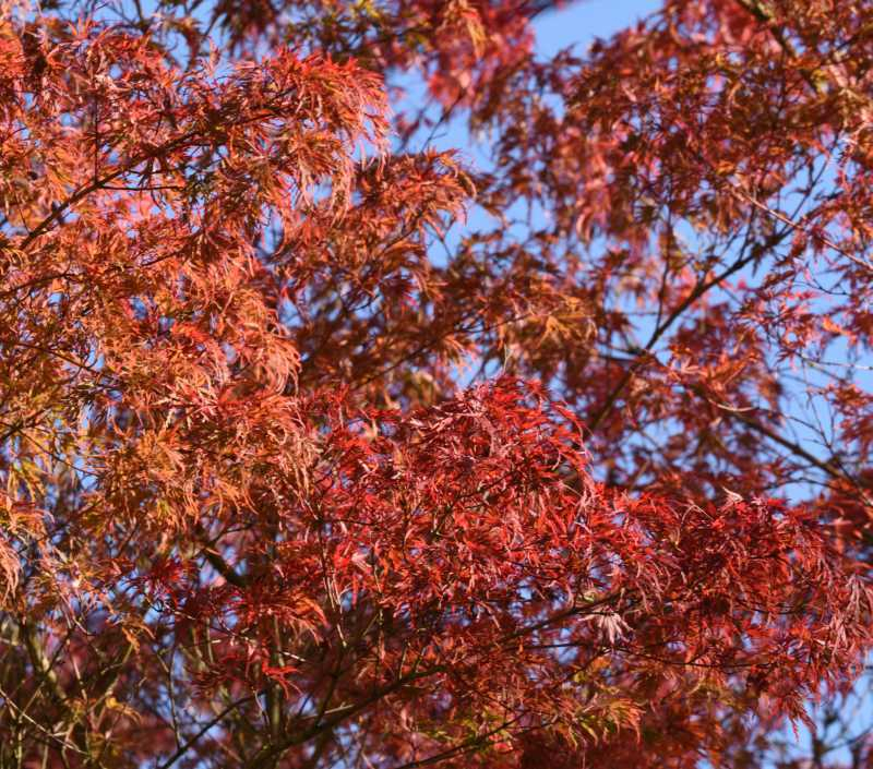 Herbst 21 Seiryu1