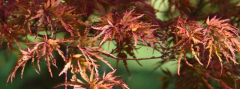 Herbst 21 Seiryu2