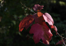Herbst 21 Eichblatthortensie