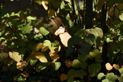 Herbst 21 Lebkuchenbaum