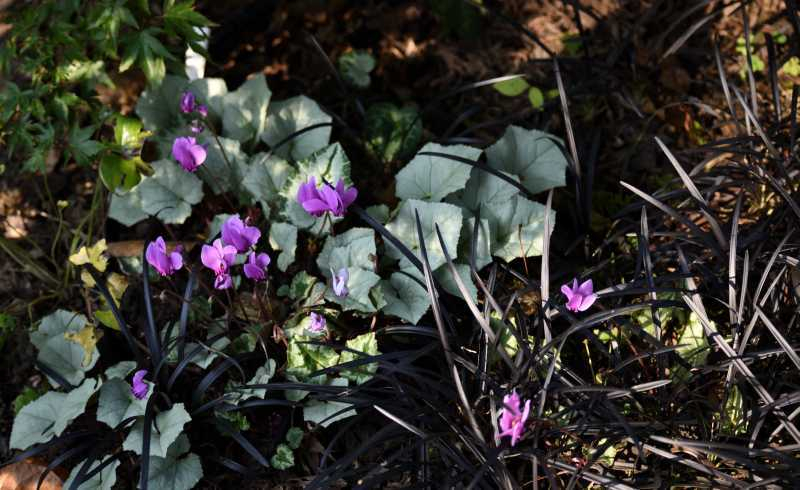 Herbst 21 Cyclamen