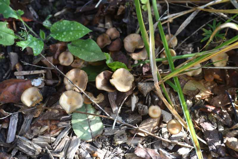 Herbst 21 Pilze