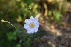 Herbst 21 Anemone