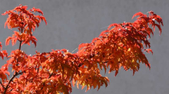 Herbst 21 Shishigashira