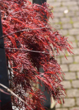 Herbst 21 Red Feather