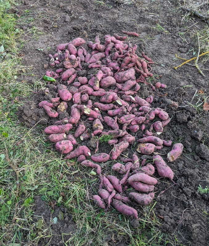 Süßkartoffeln