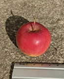 Wickson Frucht