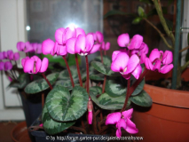 Cyclamen coum ssp. coum - Gartenform