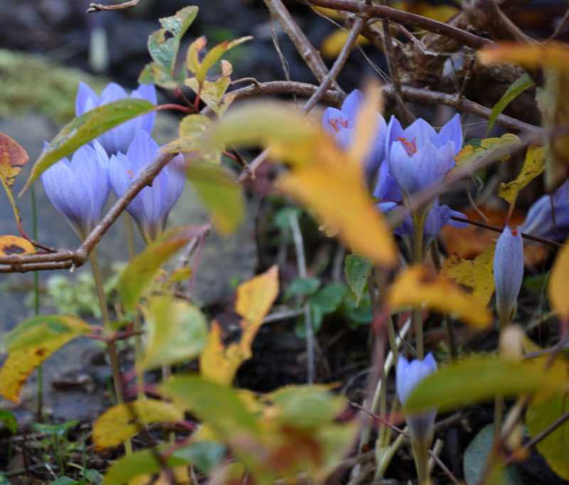 Herbstkrokus Vorgarten