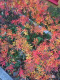 Rosa nitida