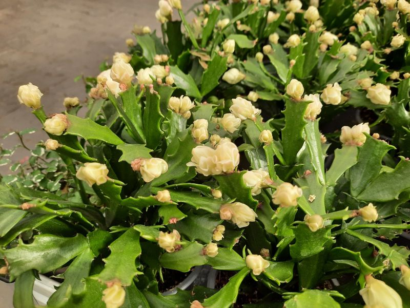 Schlumbergera Dehner