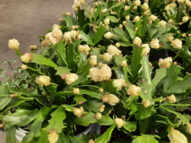 Schlumbergera Dehner