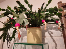 Schlumbergera mit Früchten