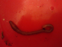ist das eine Schlange oder Wurm?