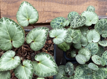 Cyclamen graecum 'Glyfada'