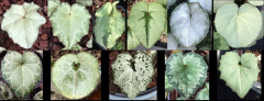 Cyclamen