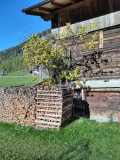 alter Zwetschgenbaum von Süden