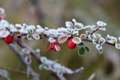 Cotoneaster
