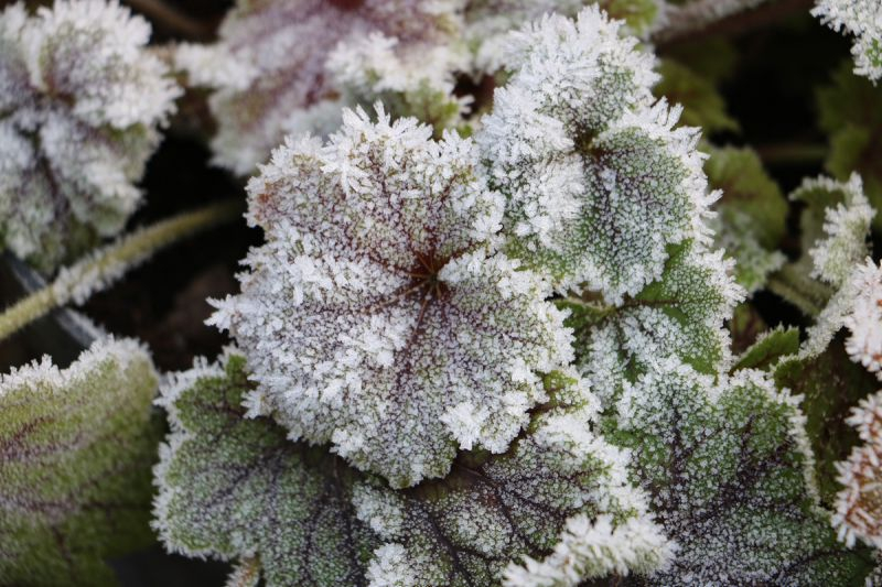 Frost
