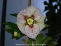 Helleborus x Orientalis Picotée - J. Peters