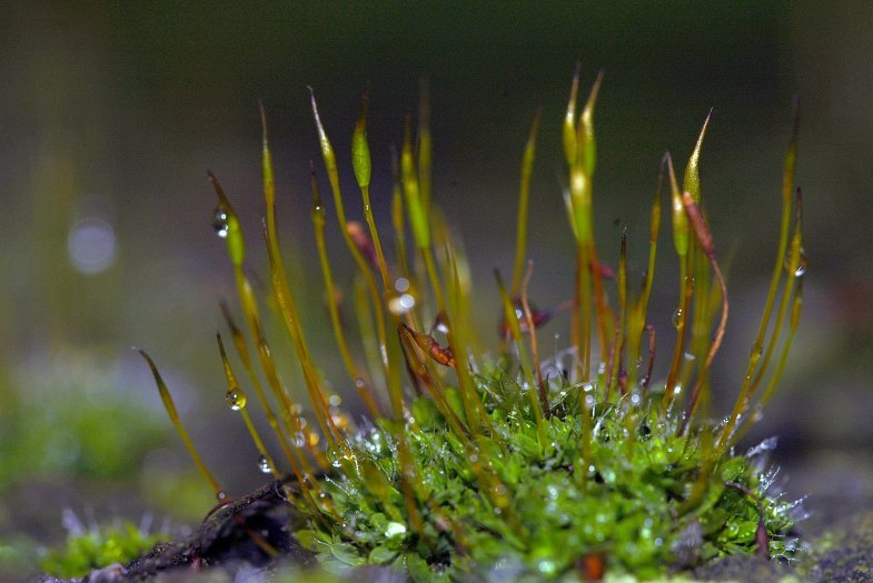 Bryopsida 1