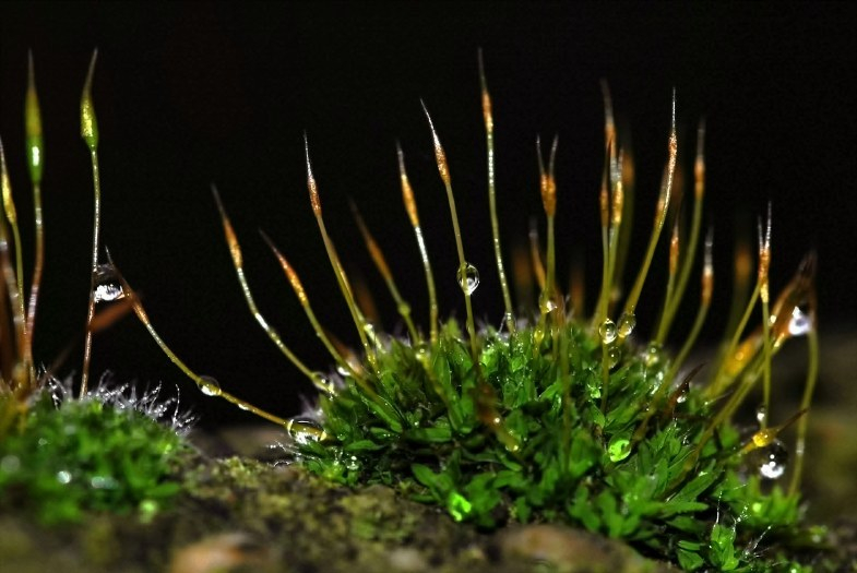 Bryopsida 2
