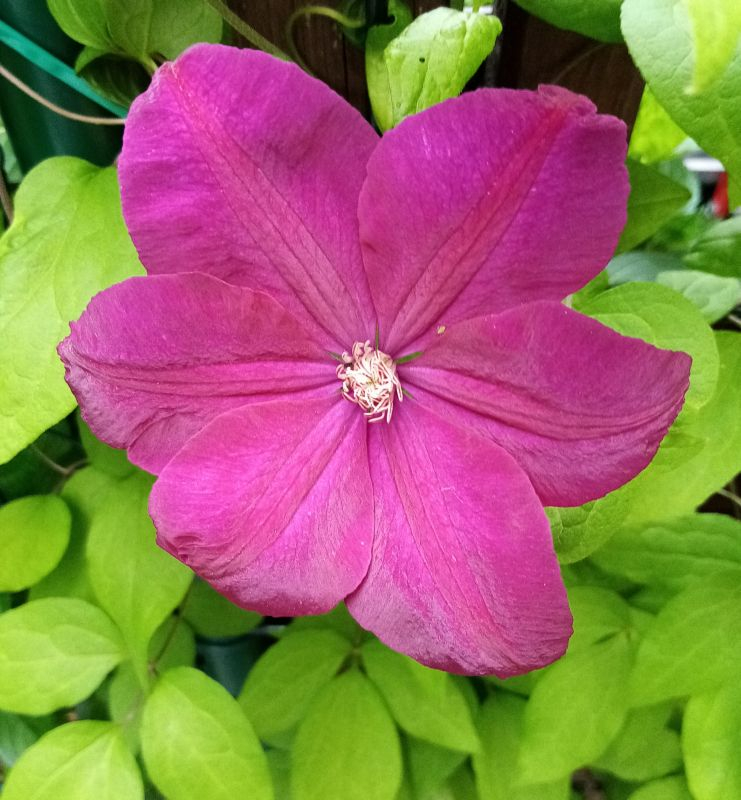Clematis 