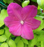 Clematis 