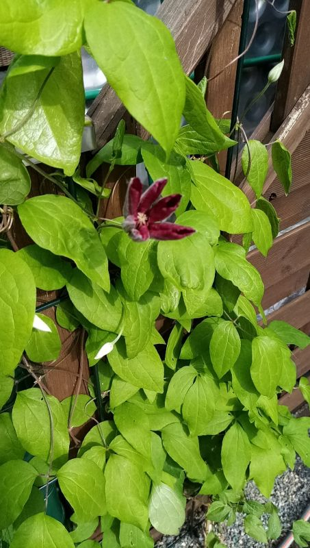 Clematis 