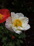 Papaver nudicaule