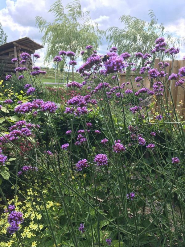 Verbena bonariensis